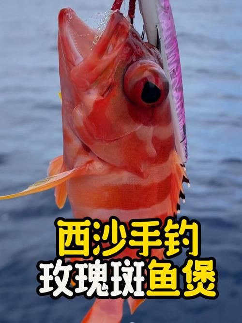 玫瑰斑魚圖片，斑點玫瑰魚