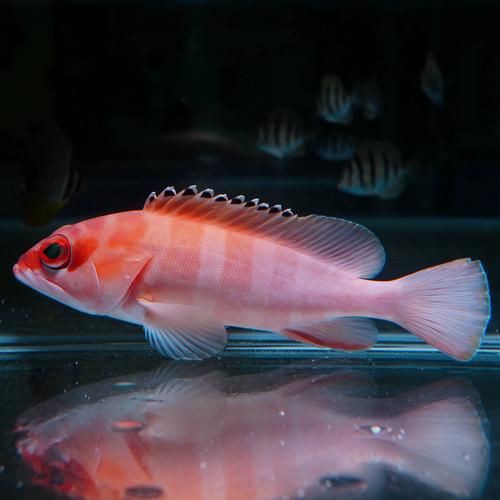 玫瑰斑魚圖片，斑點玫瑰魚
