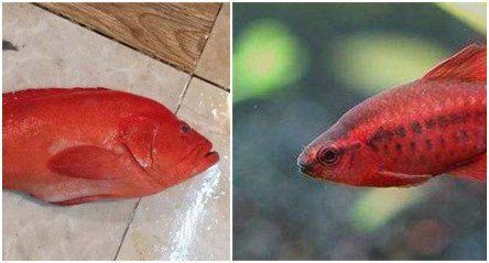 玫瑰斑魚圖片，斑點玫瑰魚