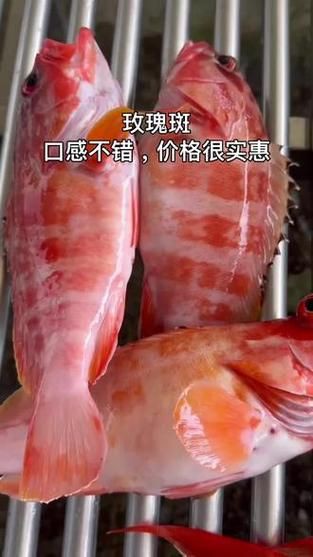 玫瑰斑魚圖片，斑點玫瑰魚
