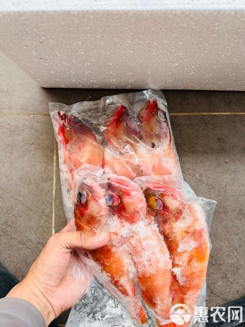玫瑰斑魚圖片，斑點玫瑰魚
