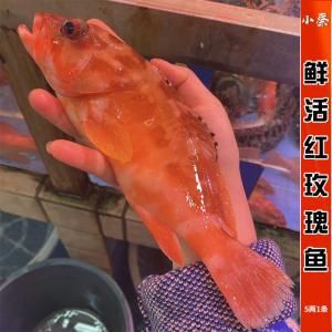 玫瑰斑魚圖片，斑點玫瑰魚