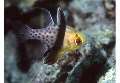 玫瑰斑魚圖片，斑點玫瑰魚