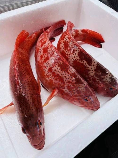玫瑰斑魚圖片，斑點玫瑰魚