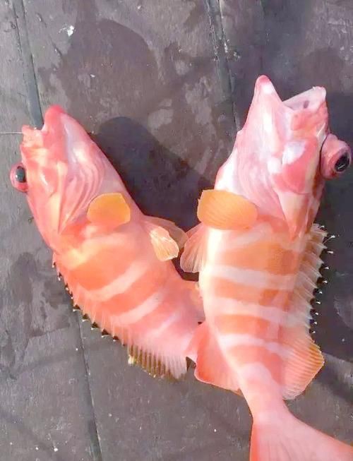 玫瑰斑魚圖片，斑點玫瑰魚