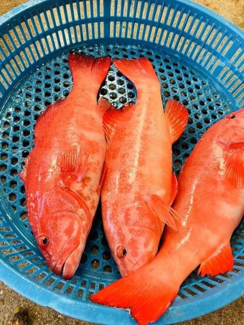 玫瑰斑魚圖片，斑點玫瑰魚