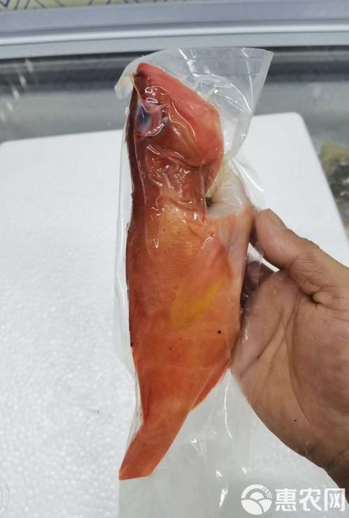 玫瑰斑魚圖片，斑點玫瑰魚