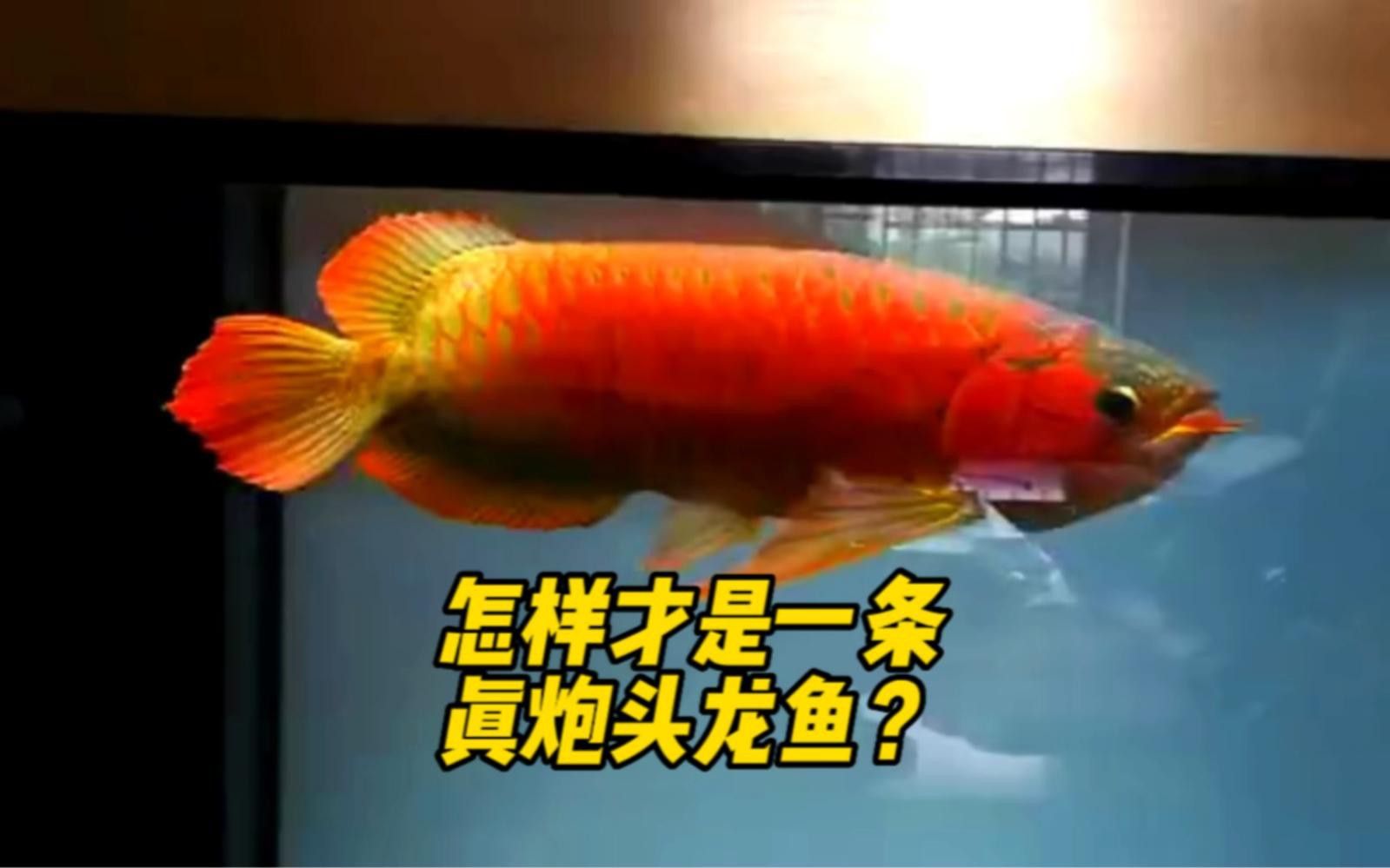 如何判斷金龍魚是否為炮彈頭？，判斷金龍魚是否為“炮彈頭”需綜合觀察其頭部特征與生長階段