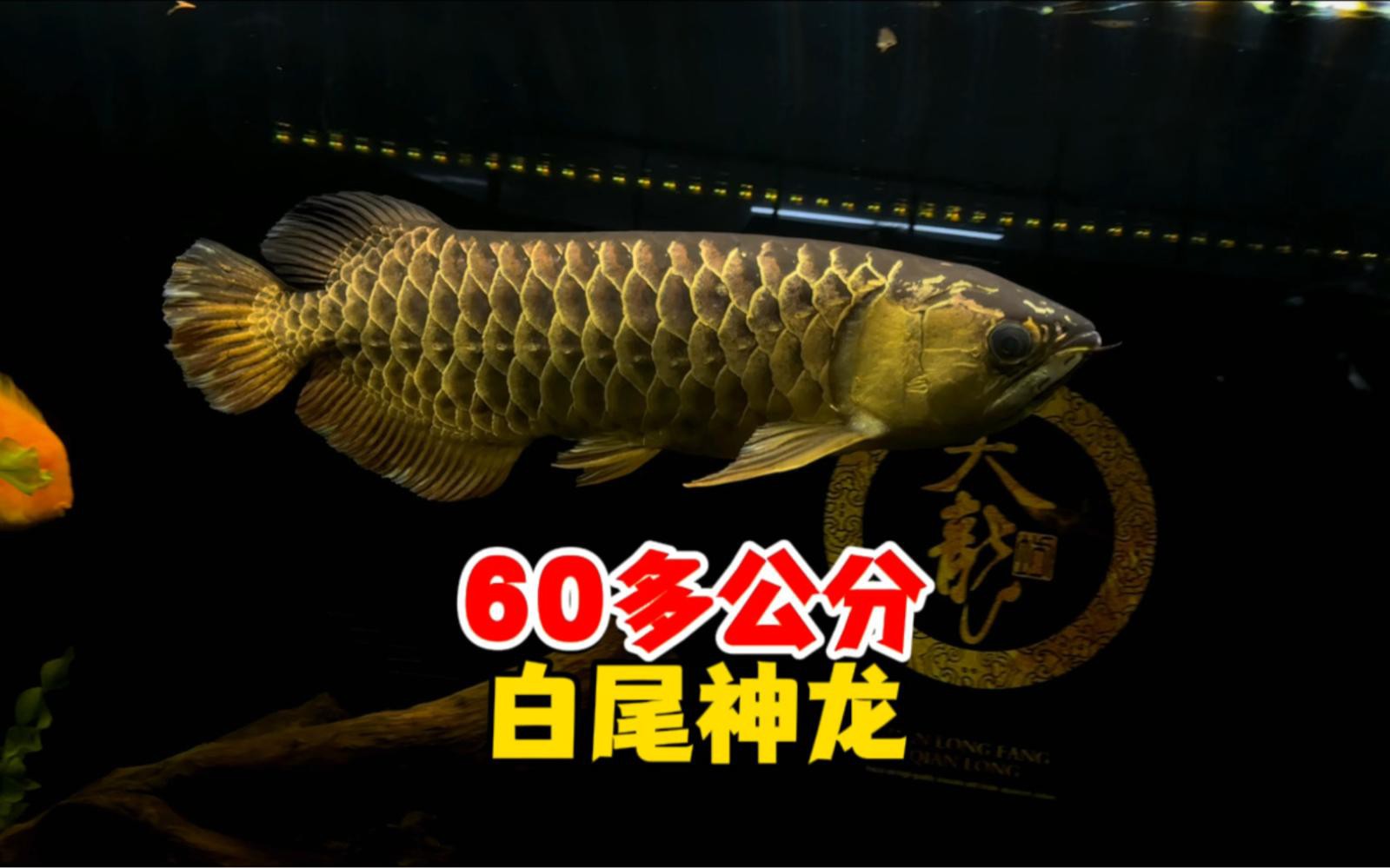 如何判斷金龍魚是否為炮彈頭？，判斷金龍魚是否為“炮彈頭”需綜合觀察其頭部特征與生長階段