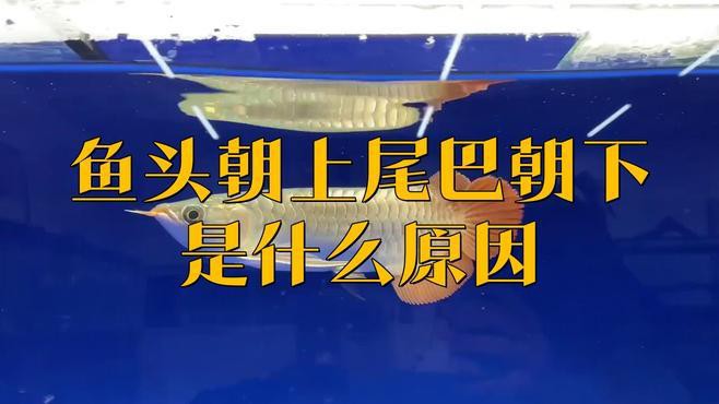 如何判斷龍魚頭朝上尾朝下是否嚴重？，如何判斷龍魚頭朝上尾朝下是否嚴重