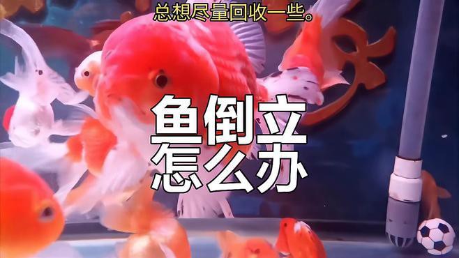 如何判斷龍魚頭朝上尾朝下是否嚴重？，如何判斷龍魚頭朝上尾朝下是否嚴重