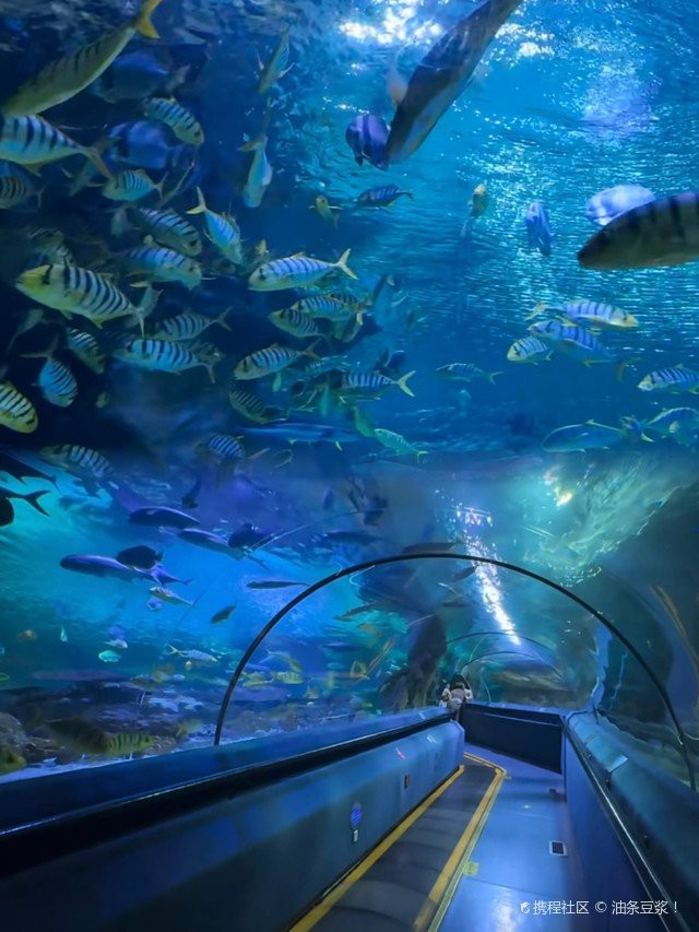 朝陽水族店，北京富國海底世界|開啟夢幻海洋之旅攜程旅行