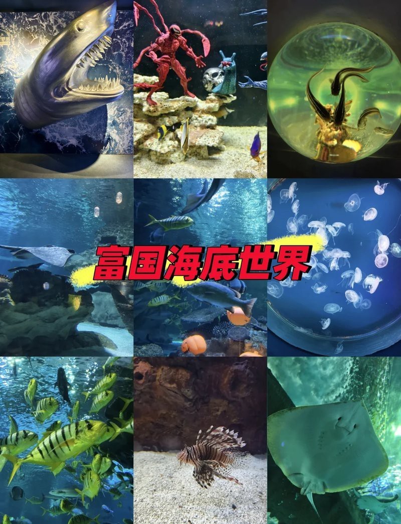 朝陽水族店，北京富國海底世界|開啟夢幻海洋之旅攜程旅行