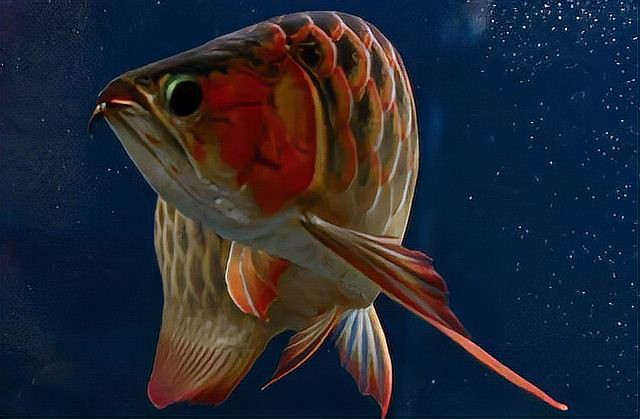 印尼紅龍的市場供需情況如何？，印尼紅龍市場供需分析