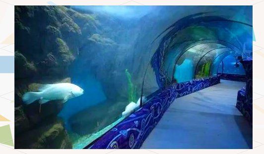 邯鄲水族店，邯鄲市水族業態呈現“兩極分化”傳統市場以花卉為主