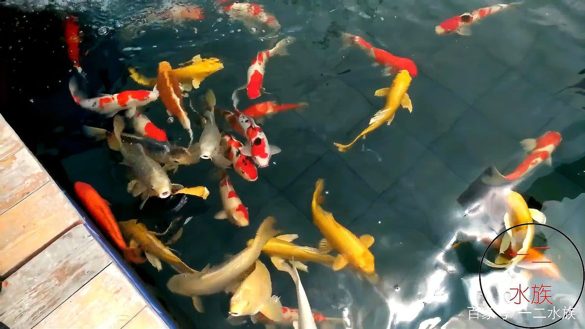 邯鄲水族店，邯鄲市水族業態呈現“兩極分化”傳統市場以花卉為主