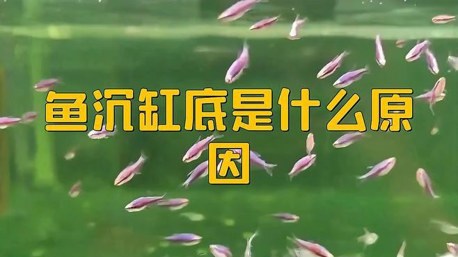 如何判斷龍魚沉底的原因？，如何判斷龍魚沉底的原因