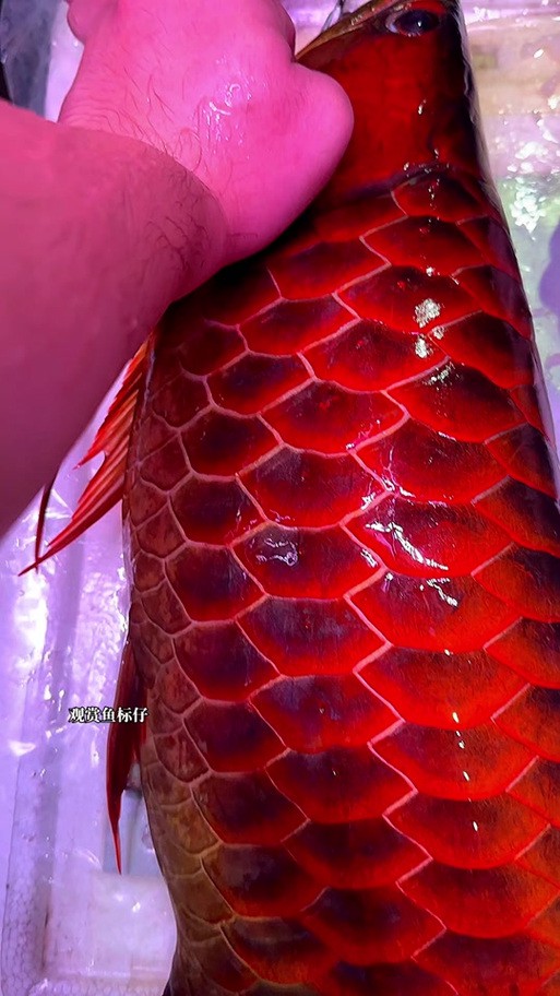 如何找到更多高清紅龍魚壁紙？，如何找到更多高清紅龍魚壁紙