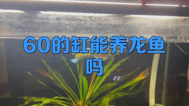 60寬魚缸適合養什么龍魚？，60寬魚缸適合養什么龍魚，10大忌諱全民小視頻展開