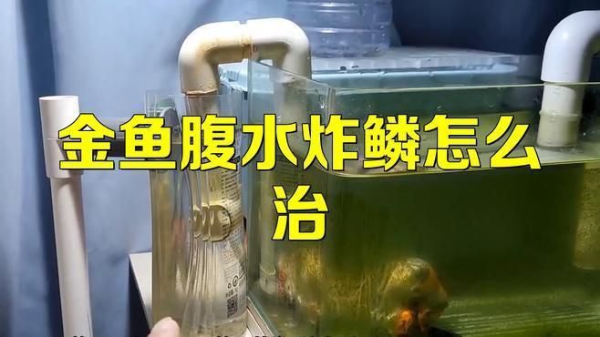 治療金魚炸鱗需要多長時間？，治療金魚炸鱗所需時長