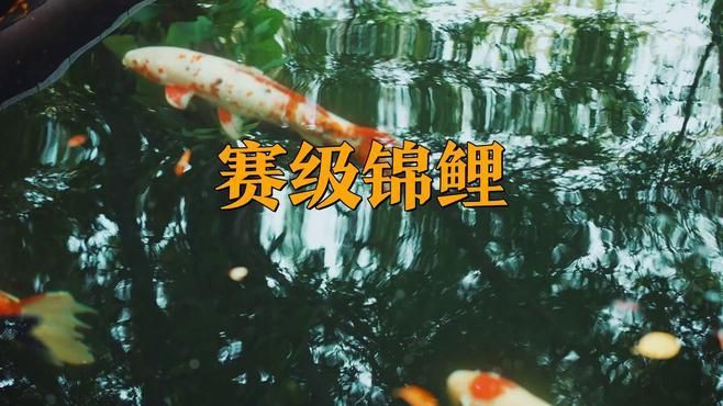 精品魚(yú)賽級(jí)魚(yú)哪個(gè)好，精品魚(yú)與賽級(jí)魚(yú)的區(qū)別