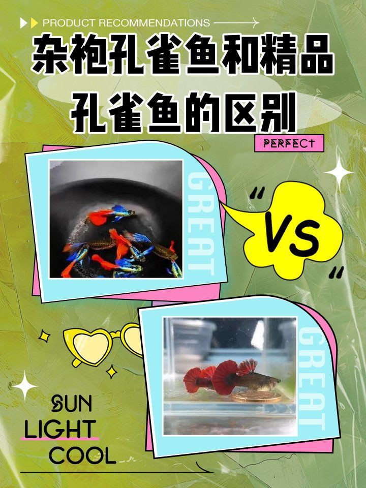 精品魚(yú)賽級(jí)魚(yú)哪個(gè)好，精品魚(yú)與賽級(jí)魚(yú)的區(qū)別