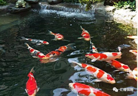 精品魚(yú)賽級(jí)魚(yú)哪個(gè)好，精品魚(yú)與賽級(jí)魚(yú)的區(qū)別 精品魚(yú)賽級(jí)魚(yú)哪個(gè)好，精品魚(yú)與賽級(jí)魚(yú)的區(qū)別 龍魚(yú)百科 第4張
