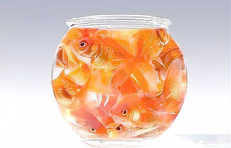 茂名魚缸維護，茂名地區的魚缸科學維護全攻略