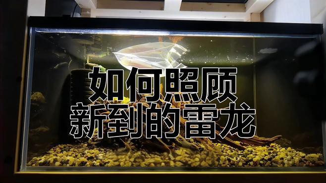 如何安全地處理雷龍魚？，如何安全地處理雷龍魚