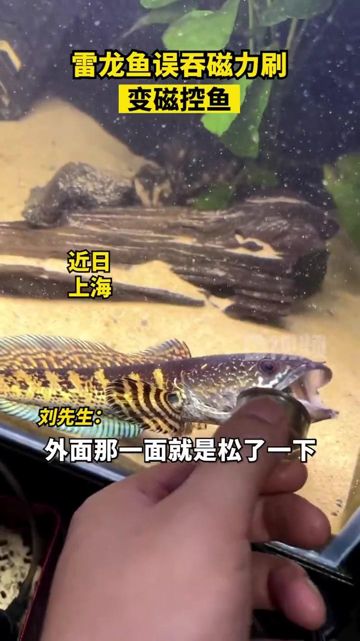 如何安全地處理雷龍魚？，如何安全地處理雷龍魚