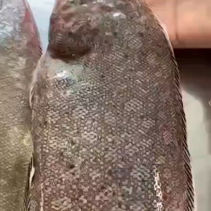 如何判斷龍利魚(yú)是否新鮮？，判斷龍利魚(yú)是否新鮮至關(guān)重要，教你一招快速辨別龍利魚(yú)