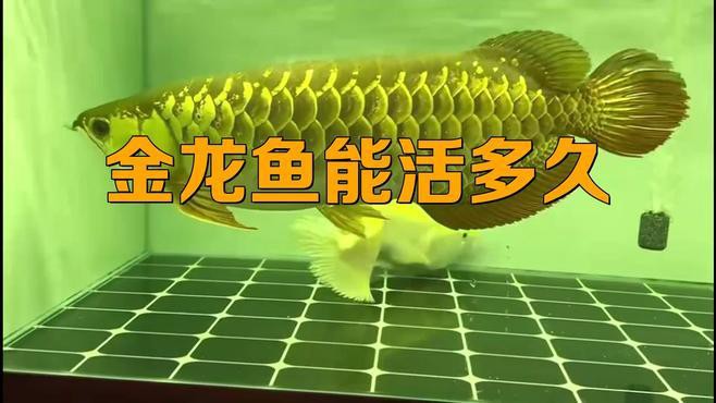 如何延長金龍魚的壽命？，金龍魚養殖方法及注意事項