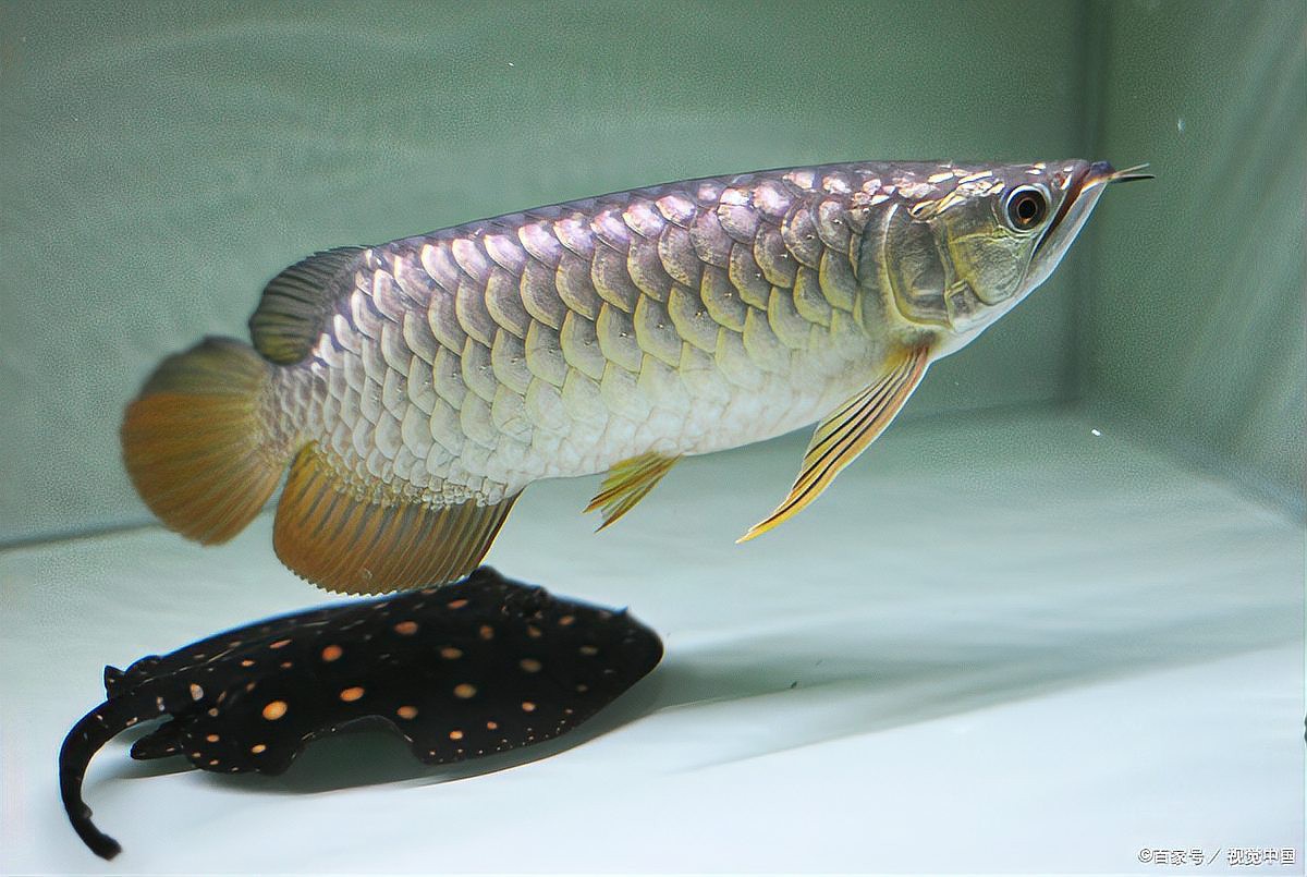 古龍魚繁殖需要哪些條件？，古龍魚怎么繁殖