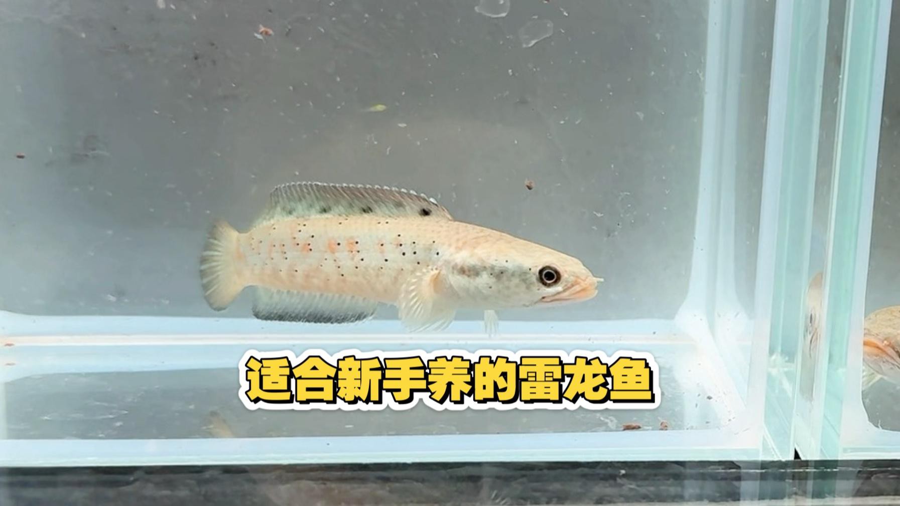 新手適合養(yǎng)什么品種的龍魚？，新手適合養(yǎng)什么品種的龍魚[emoji[需手動填充]1f495[[需手動填充]emoji[需手動填充]
