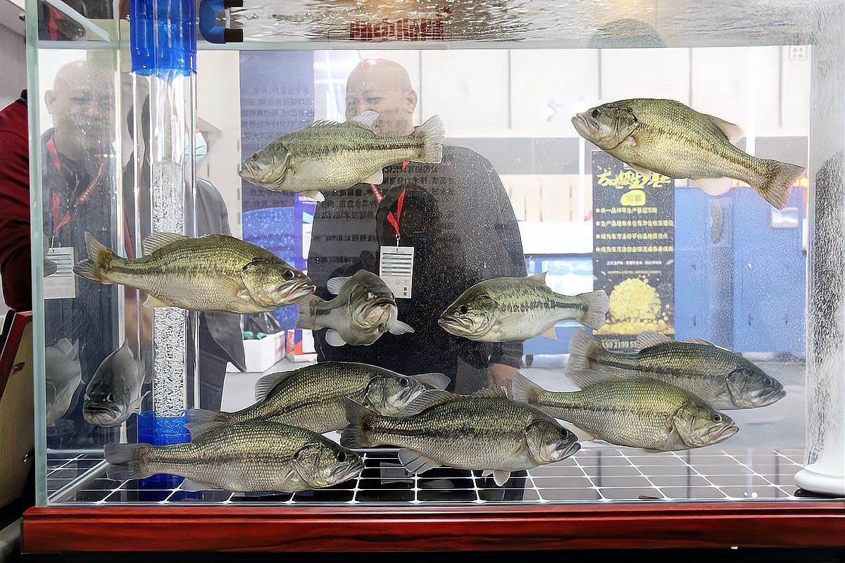 如何控制曼龍魚的繁殖？，控制曼龍魚的繁殖需從環境、親魚管理及繁殖過程干預多維度入手