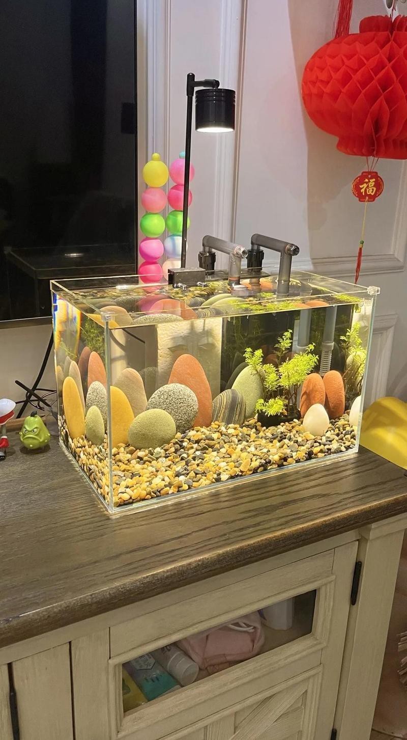 養黑龍睛需要多大的魚缸？，《養黑龍睛所需魚缸大小探討》養黑龍睛需要多大的魚缸