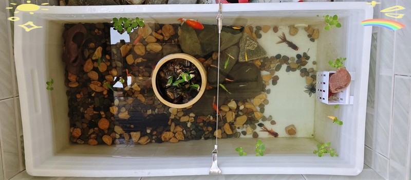 養黑龍睛需要多大的魚缸？，《養黑龍睛所需魚缸大小探討》養黑龍睛需要多大的魚缸