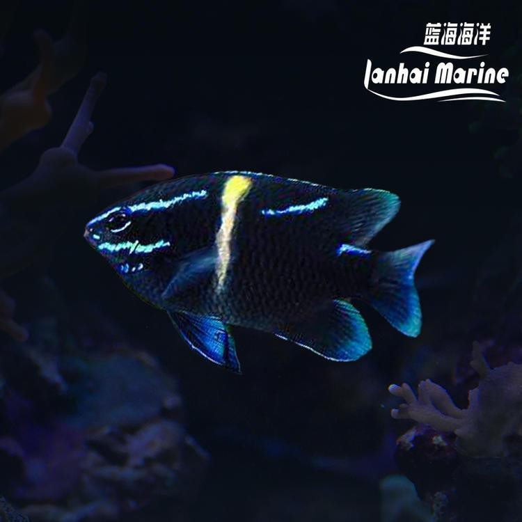 小二溝水族店，小二溝水族店怎么樣 小二溝水族店，小二溝水族店怎么樣 全國水族館企業名錄 第6張