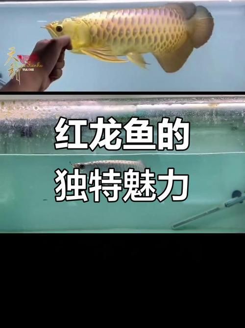 橘紅龍魚圖片，橘紅龍魚是什么品種