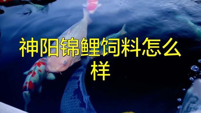 國產(chǎn)十大錦鯉飼料排行榜，國產(chǎn)錦鯉飼料品牌排名