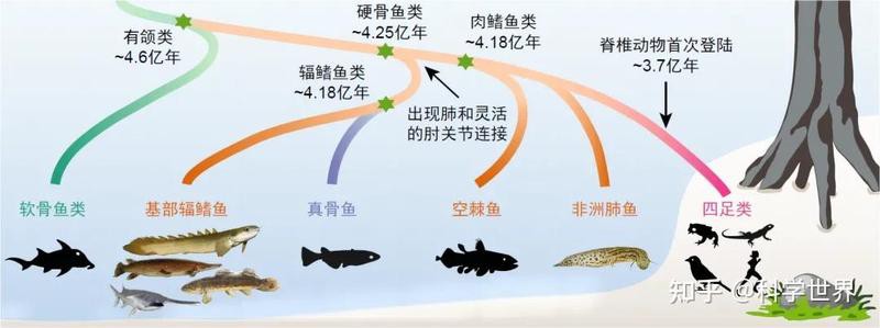 什么東西進(jìn)化成了魚(yú)，脊椎動(dòng)物演化歷程中的脊椎動(dòng)物從無(wú)脊椎動(dòng)物演化而來(lái)
