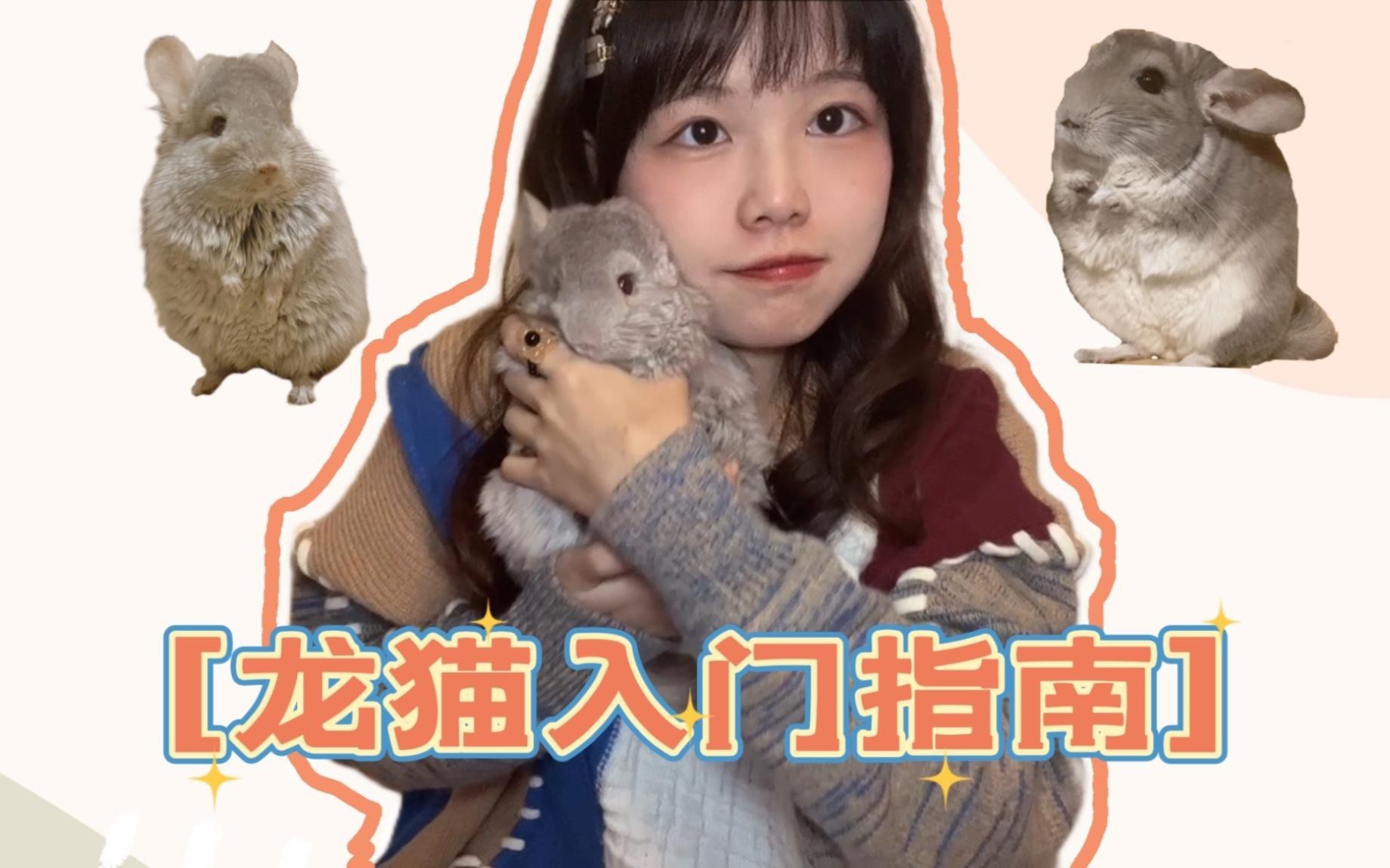 養龍貓需要哪些專業設備？，養龍貓所需專業設備清單