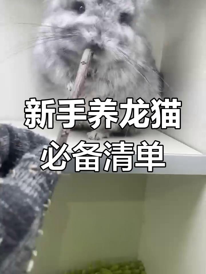 養龍貓需要哪些專業設備？，養龍貓所需專業設備清單