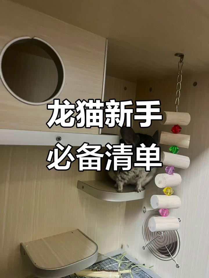 養龍貓需要哪些專業設備？，養龍貓所需專業設備清單