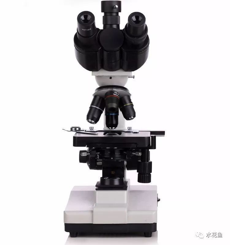 如何給龍魚做寄生蟲檢查？，如何判斷龍魚有寄生蟲嗶哩嗶哩嗶哩嗶哩嗶哩嗶哩