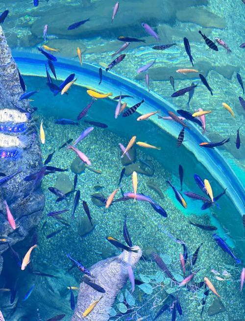 河南水族店，河南地區的水族店分布廣泛且各具特色