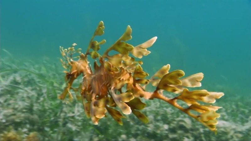 葉海龍有哪些天敵？，葉海龍的天敵——葉海龍