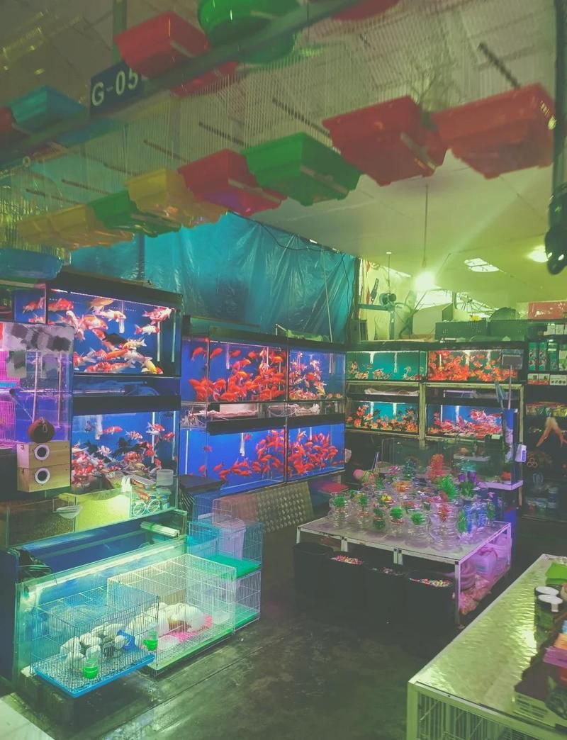 牡丹江魚缸批發市場，關于牡丹江魚缸批發市場的綜合信息整理