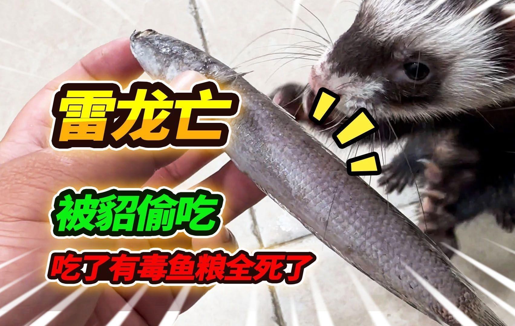 如何預(yù)防雷龍魚死亡？，怎么養(yǎng)好一條雷龍嗶哩嗶哩