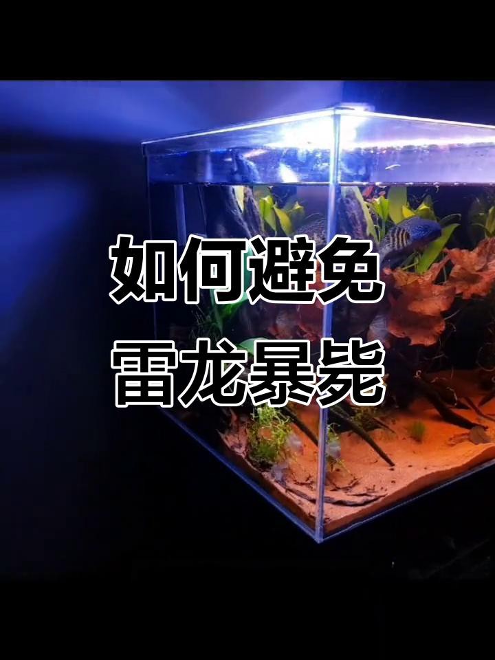 如何預防雷龍魚死亡？，怎么養好一條雷龍嗶哩嗶哩